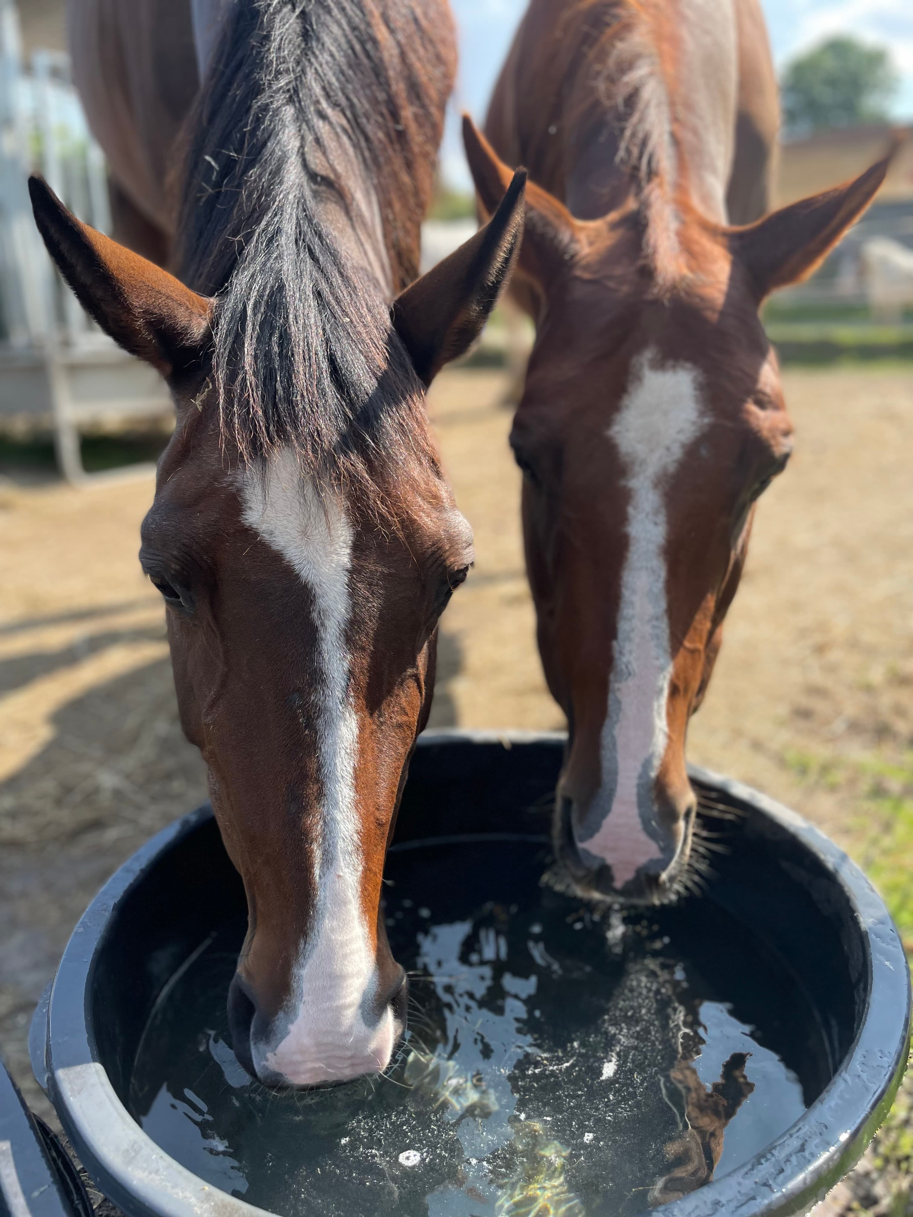 Unsere Pferde beim Trinken