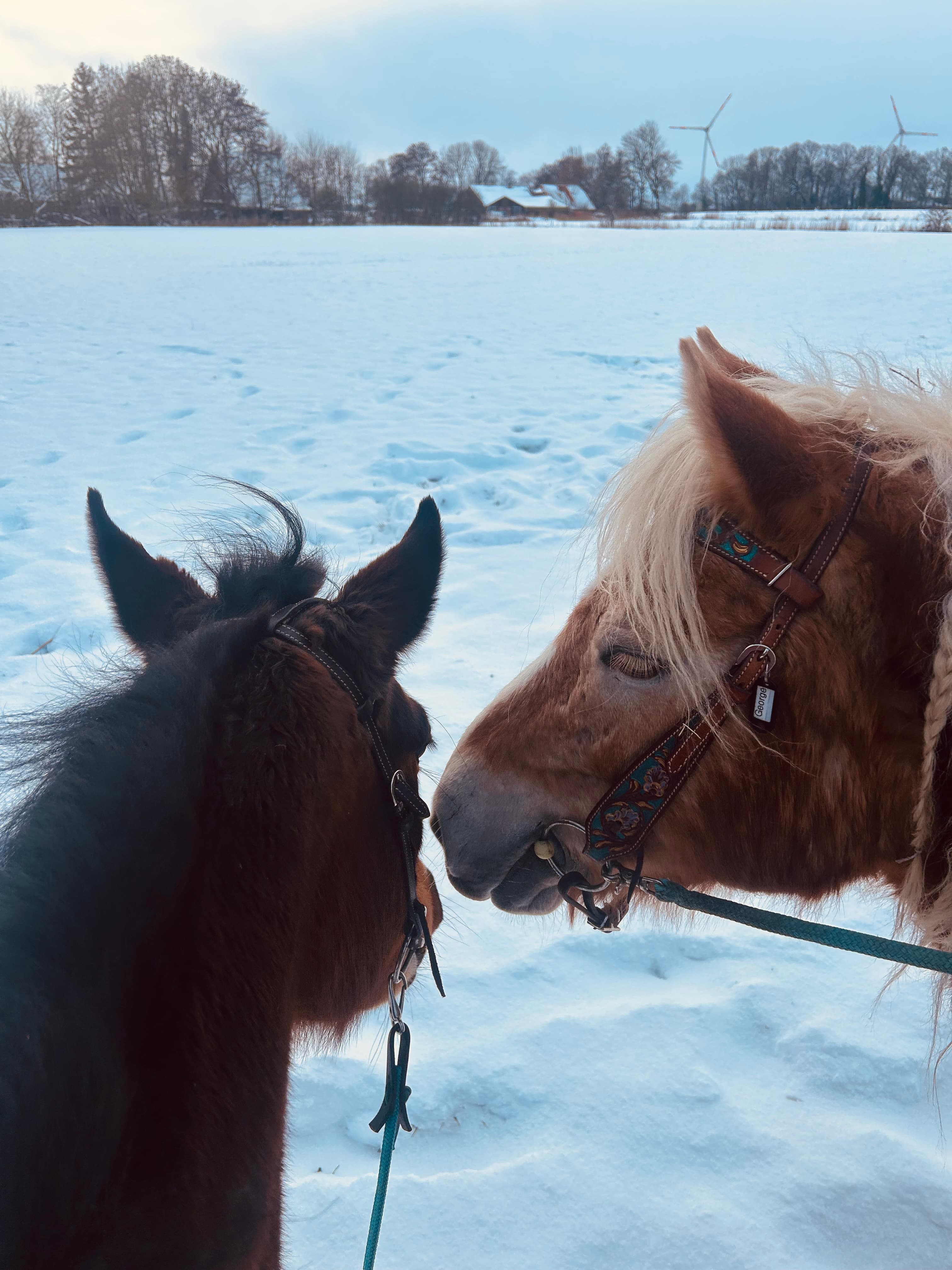 Ponys im Schnee