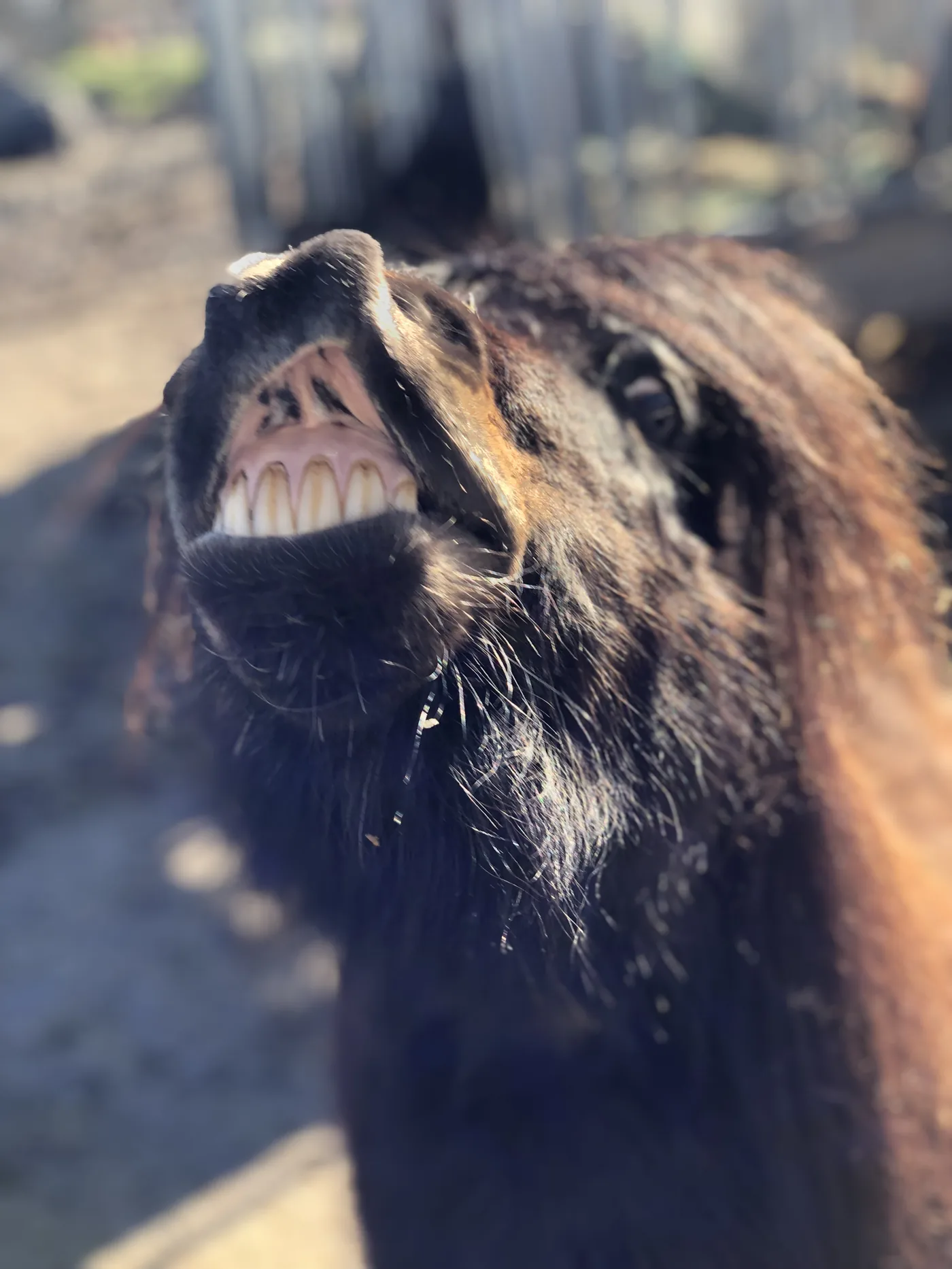 Ponys im Ponyparadies Westrum