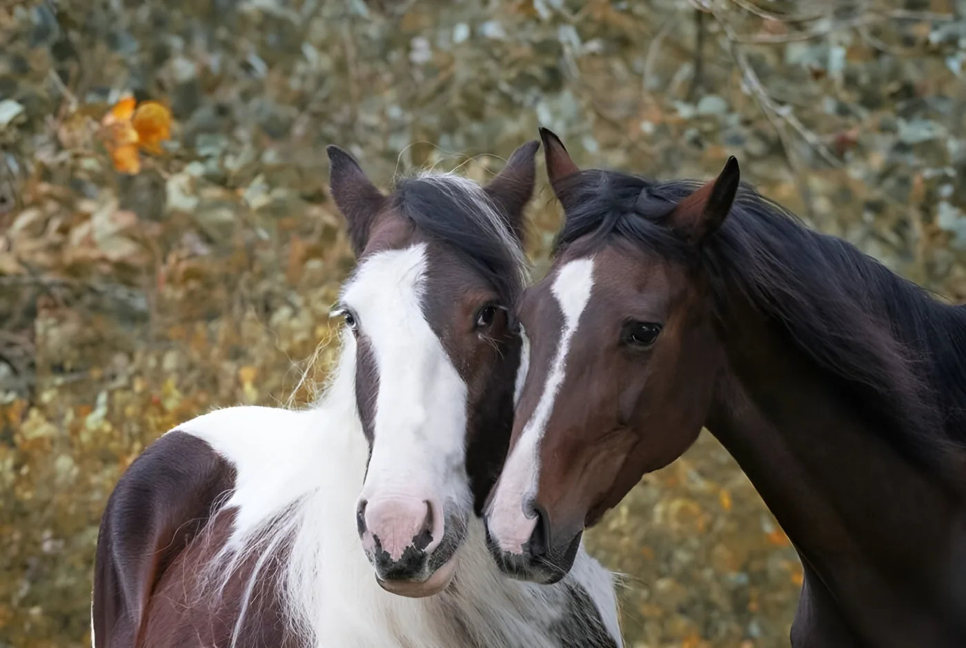 Beste Freunde — Kind und Pony im Ponyparadies Westrum