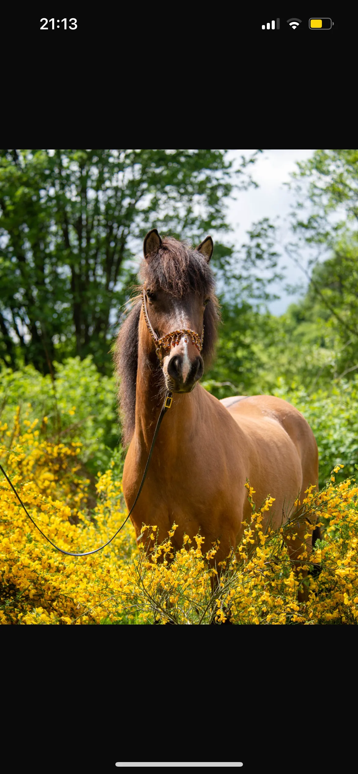 Pferd in der Blumenwiese — Kurpferdeaufenthalt an der Nordsee