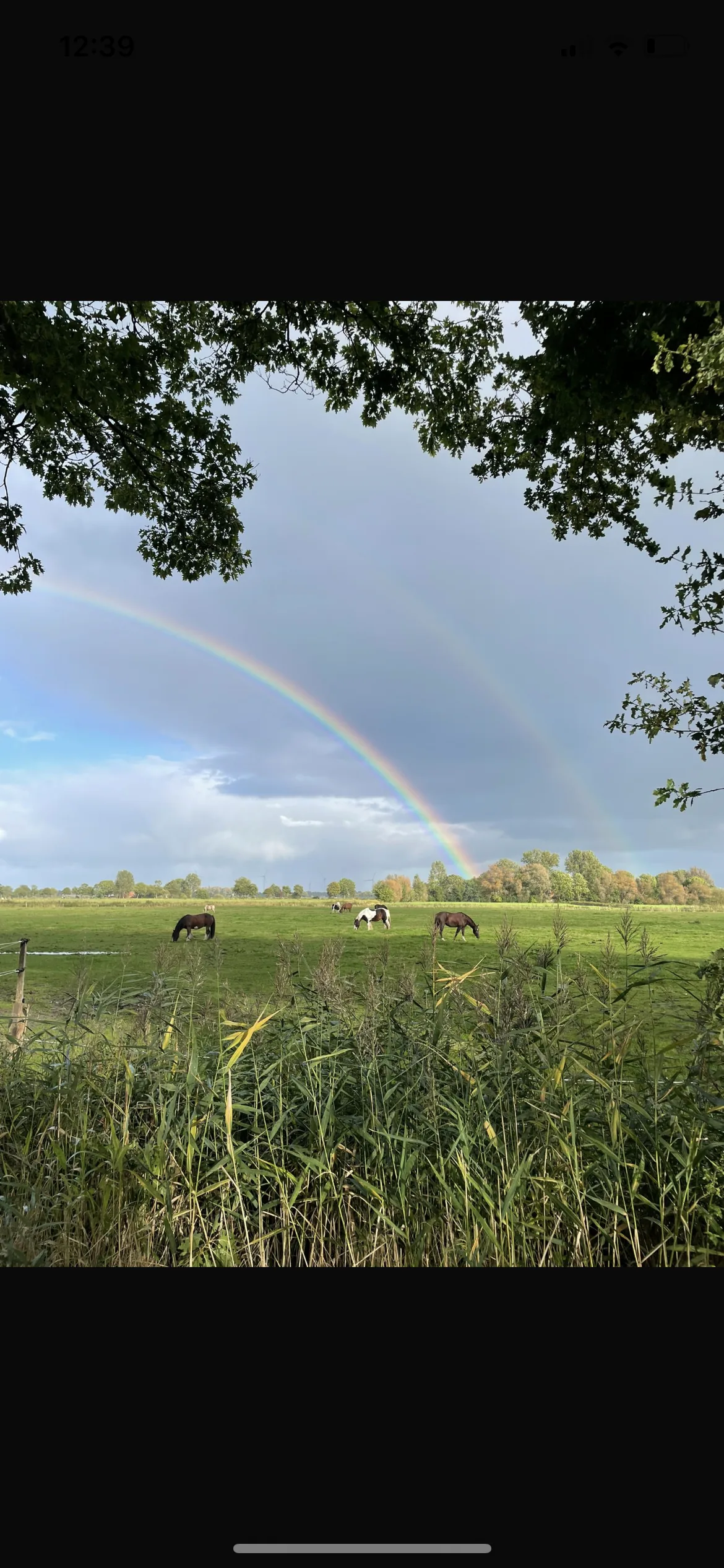 Pferde auf der Weide im Ponyparadies Westrum